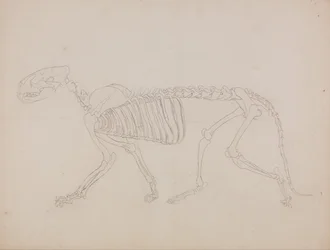 Porównawcza anatomiczna ekspozycja budowy ciała ludzkiego z ciałem tygrysa i ko...